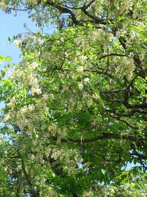 Robinia akacjowa (Robinia pseudoacacia L.)