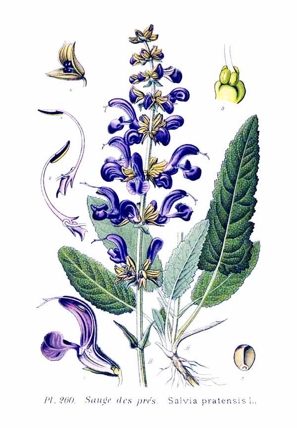 Szałwia łąkowa (Salvia pratensis L.)