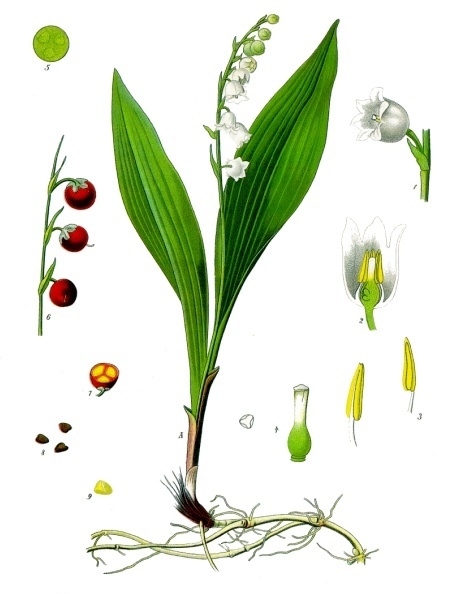 Konwalia majowa (Convallaria majalis L.)