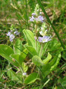 Przetacznik leśny, przetacznik lekarski (Veronica officinalis L.)