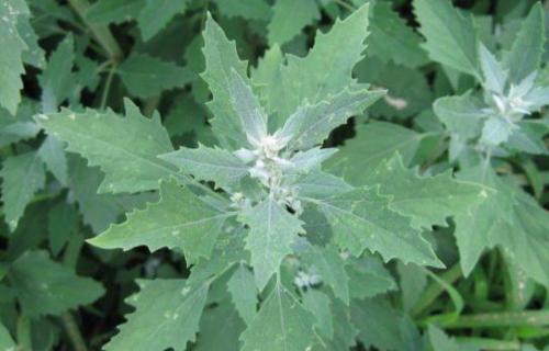Komosa biała (Chenopodium album L.)