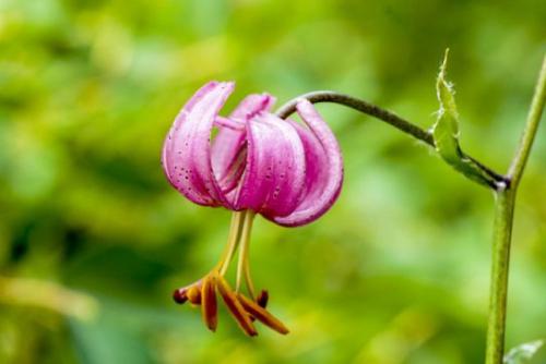 Lilia złotogłów (Lilium martagon L.) 